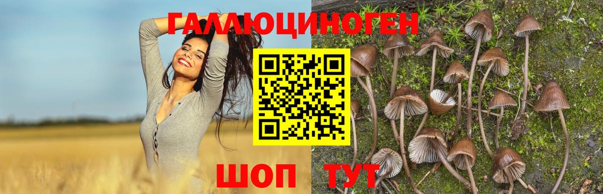 Галлюциногенные грибы GOLDEN TEACHER  Рубцовск 